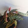Begonia Maculata Plant Image 2