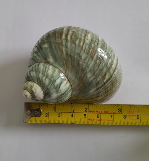 Polished -  'Jade Turbo' -  Shell