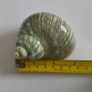 Polished -  'Jade Turbo' -  Shell Image 7