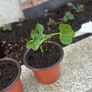 Plants Beans Image 2