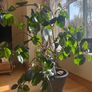 Rubber tree plant Image 2