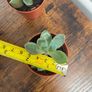 Mini succulent house plant Image 4