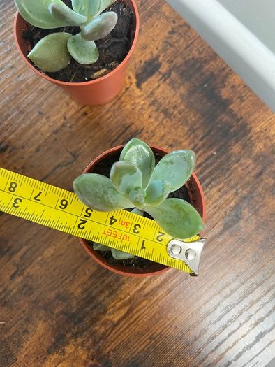 Mini succulent house plant
