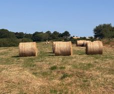 25 round bale of hay