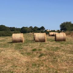 25 round bale of hay