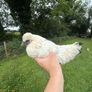 Silkie x Japanese hen Image 4