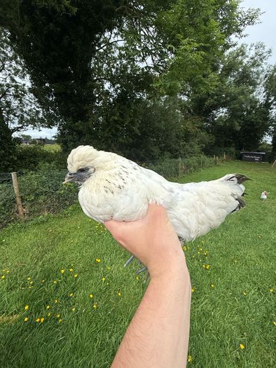 Silkie x Japanese hen