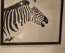 Zebra picture