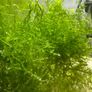 Guppies/Swordtails Image 5