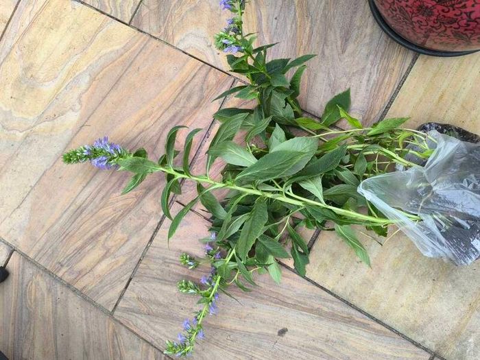 garden plants