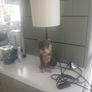 doggy lamp Image 6