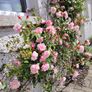 Climbing and Rambling Albertine Rose Image 8