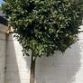 Bay Laurel - Laurus nobilis Image 2