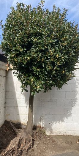 Bay Laurel - Laurus nobilis