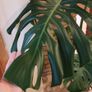 Monstera Deliciosa Plant Image 4