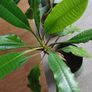 The Madagascar Jewel Seeds and Plants Image 2