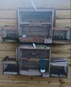 trap cage