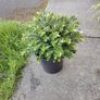 Plant  Hebe Image 4