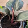 House plants in nursery pots Image 6