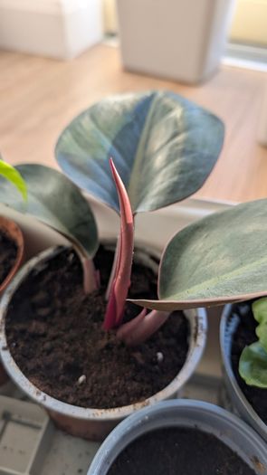 House plants in nursery pots