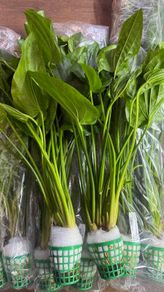 Aquarium Plants Echinodorus Gigant 80-120 cm