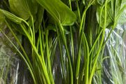 Aquarium Plants Echinodorus Gigant 80-120 cm