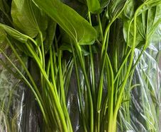 Aquarium Plants Echinodorus Gigant 80-120 cm