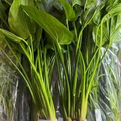 Aquarium Plants Echinodorus Gigant 80-120 cm