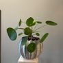 Money plant Image 4