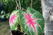 Small caladium red