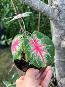 Small caladium red