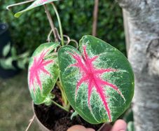 Small caladium red