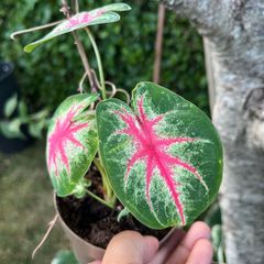 Small caladium red