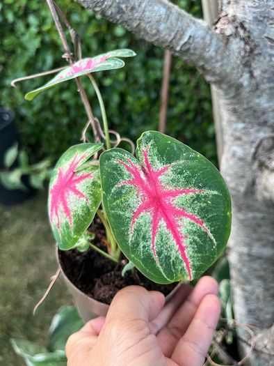 Small caladium red