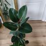 Large Rubber Plant Ficus elastica plant in the ceramic pot Image 4