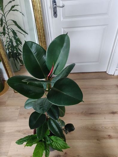 Large Rubber Plant Ficus elastica plant in the ceramic pot