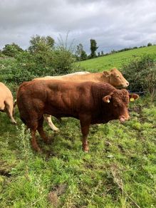 Cattle