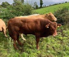 Cattle