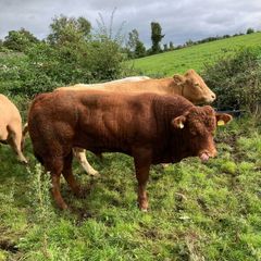 Cattle