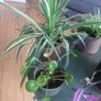 Indoor plants Image 4