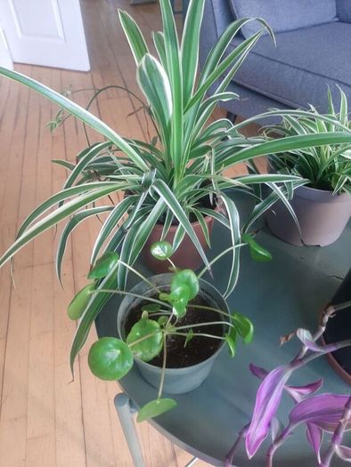 Indoor plants