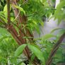 Euonymus alatus 'Blade Runner' Image 8