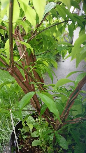 Euonymus alatus 'Blade Runner'