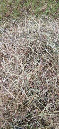 Hay