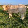 Charolais heifers Image 9