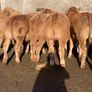20 u grade charlaois and limousine heifers Image 10