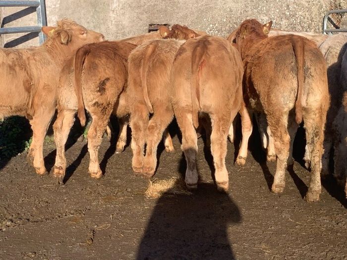 20, 320kg u grade charlaois and limousine heifers