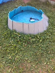 dog pool