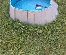 dog pool