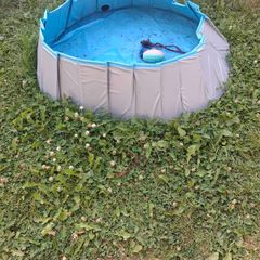 dog pool